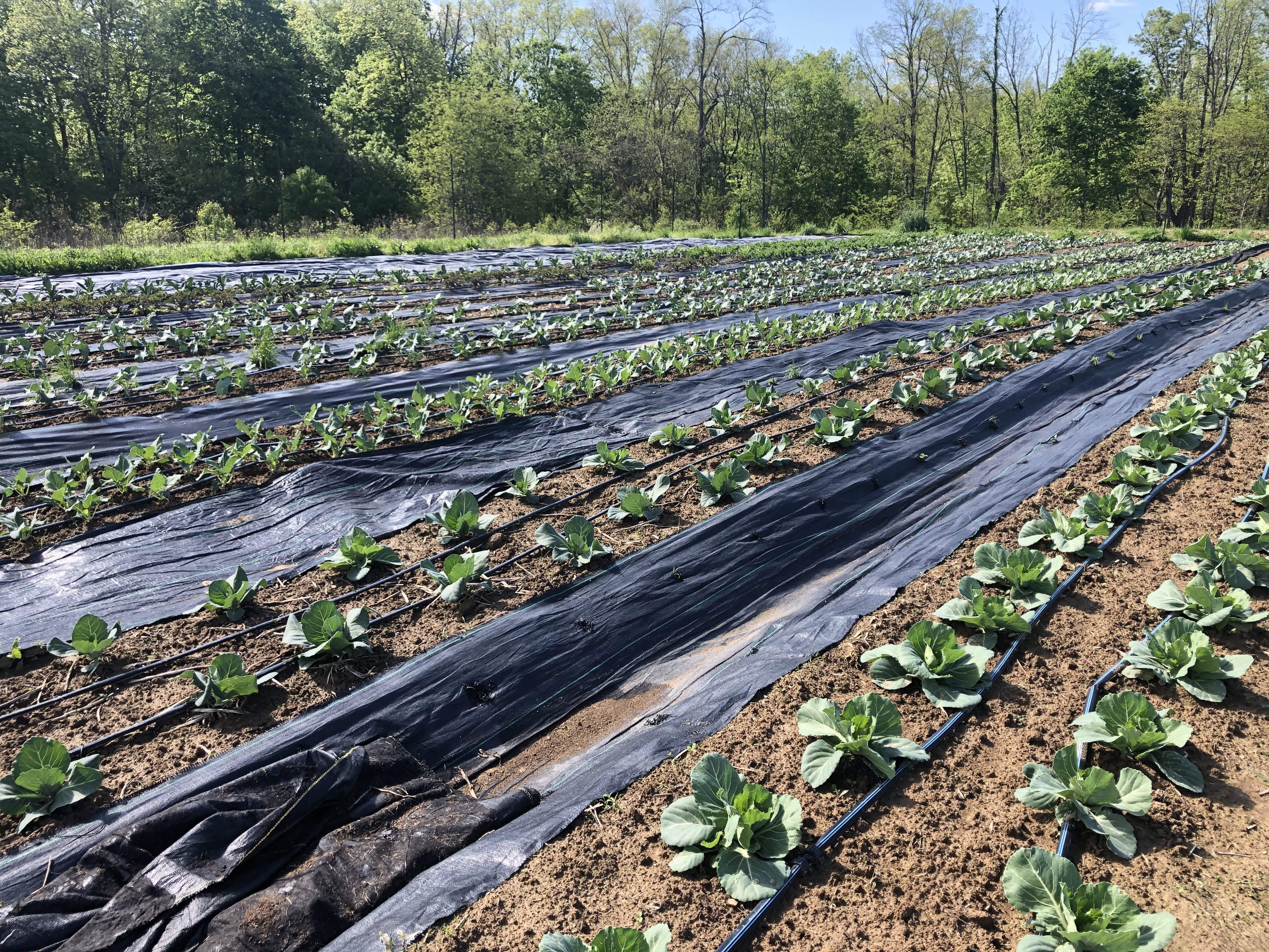 vegetable beds with drip irrigation and plastic mulch at Rains and Sun Hilltop Farm