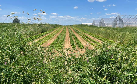 Vegetable crop rows at UK South Farm with high tunnels in right background