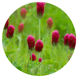 Closeup of crimson clover field