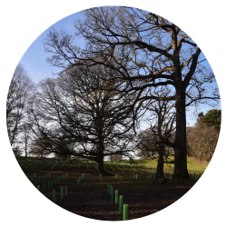 Agroforestry field