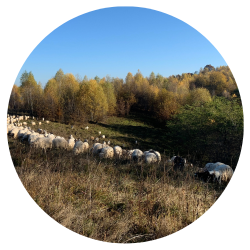 Sheep grazing on forested mountainside