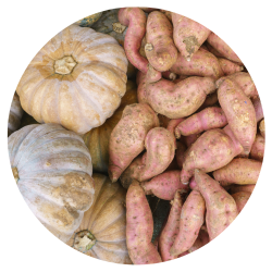 Harvest of squash and sweet poatoes