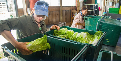 UK Farm_Photo from UK CSA Voucher program.jpg