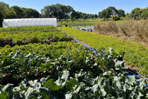 vegetable crops in lower foreground; stand of drying cover crop in upper foreground; high tunnel in background of small farmscape