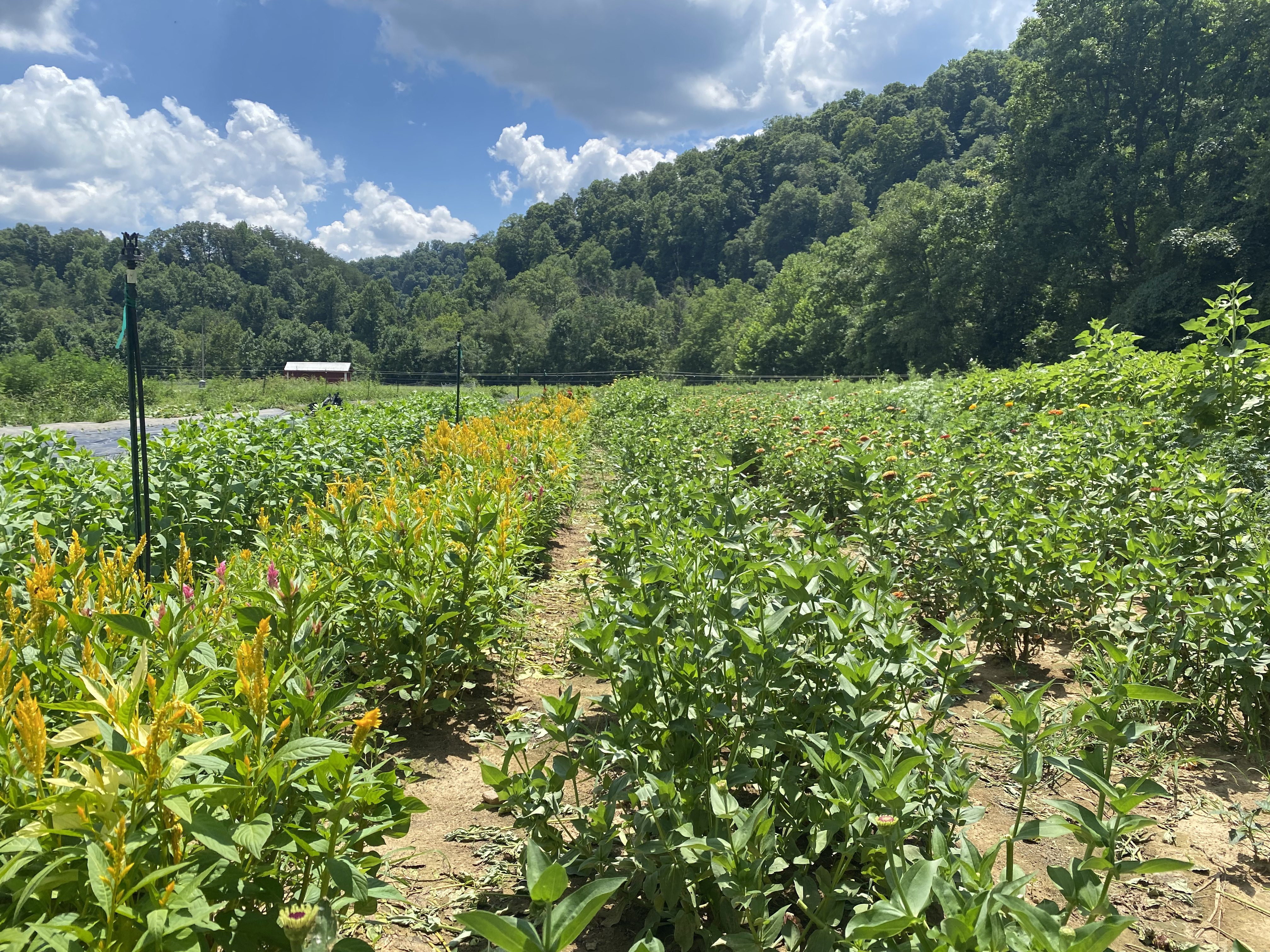 Old Homeplace Farm - vegetable farm in Eastern Kentucky