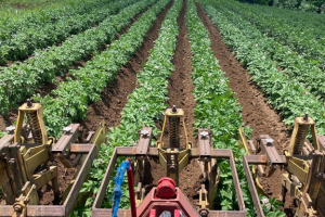 cultivating tractor implement in foreground; bare soil between crop rows in background