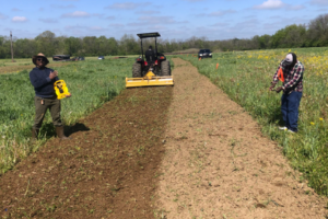 freshly turned soil strip with tractor exiting in background and two people measuring the width of the new crop bed