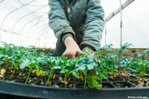 seedlings in greenhouse with grower arms in the background