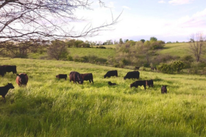 cattle in pasture at Valley Spirit Farm