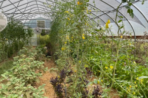 trellised tomato vines and interplanted summer crops in high tunnel structure