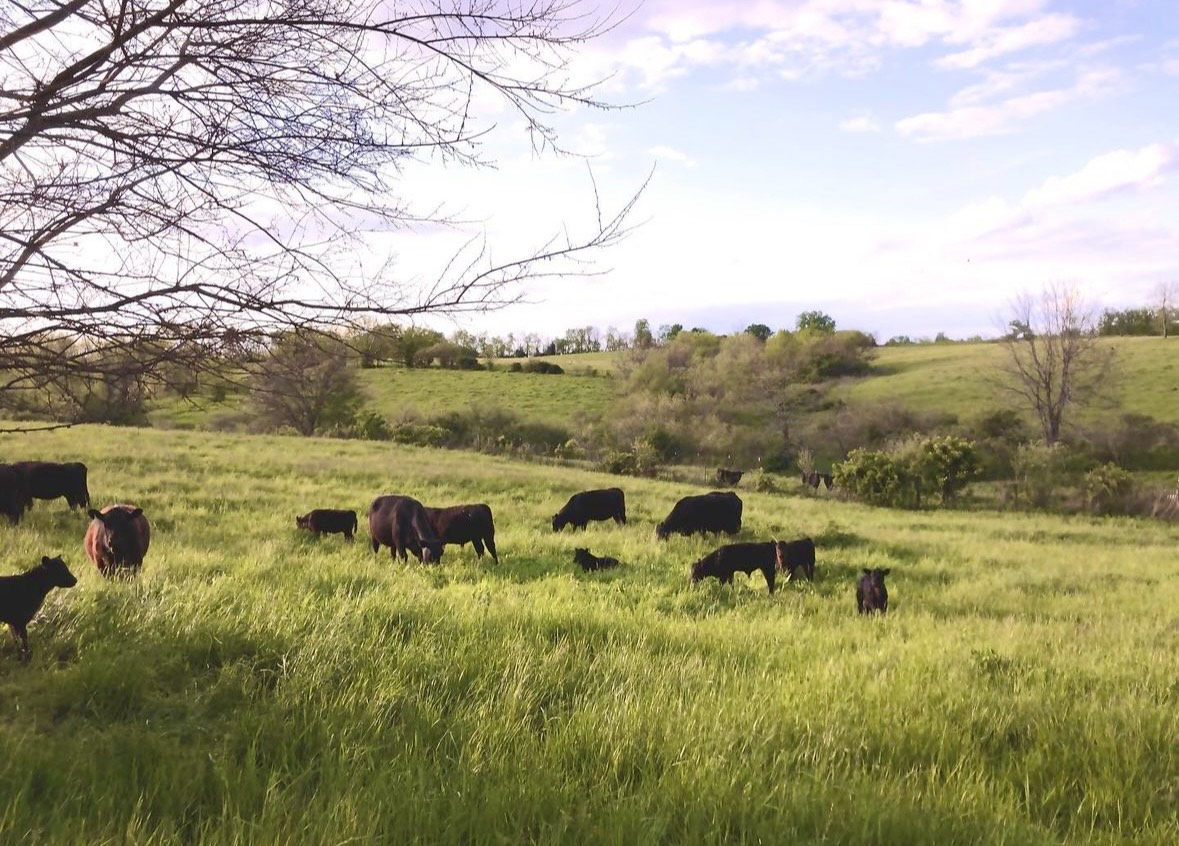 cattle in pasture at Valley Spirit Farm